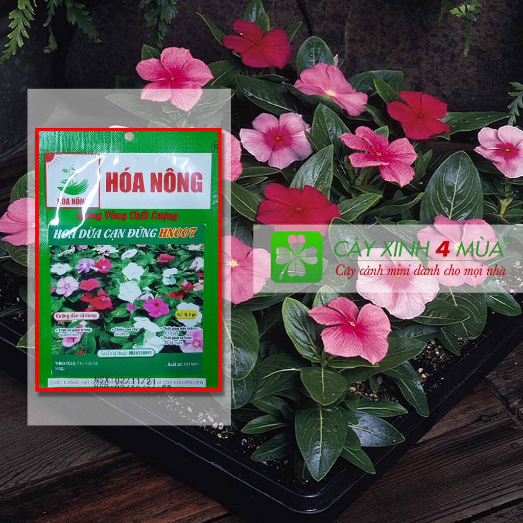 Hoa Dừa Cạn Thái Đứng HN007 [Giống Vàng Chất Lượng] Gói 0,1gr