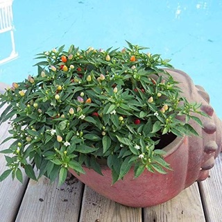 Hạt giống ớt cherry ngũ sắc Buni(50-70 hạt)