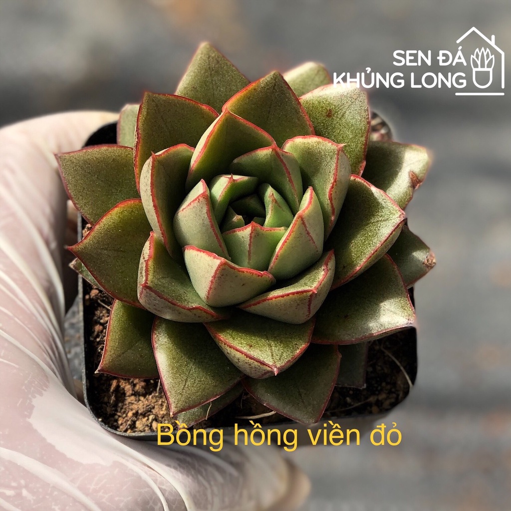 Sen đá bông hồng đen viền đỏ - echeveria monocerotis