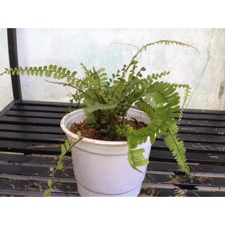Dương xỉ Tóc Thần Đuôi Tây Bắc