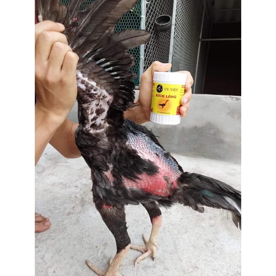Kích Lông Ưu Việt Siêu Tốc Cho Gà