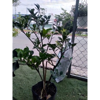 Cây Bưởi da xanh
