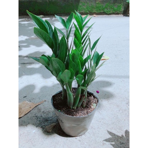 Cây kim tiền giống phong thủy sống khoẻ