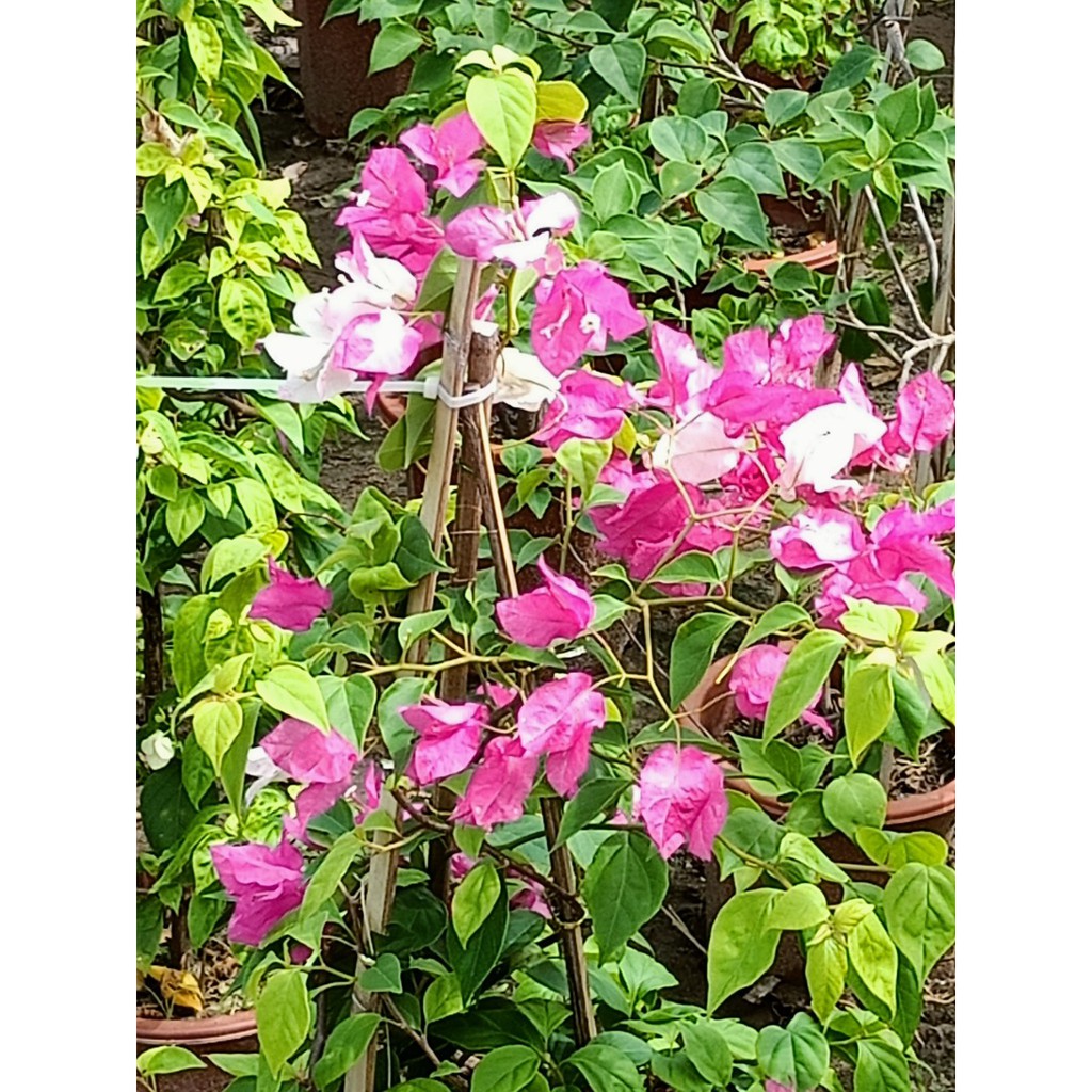 [ Miễn Phí Shíp ] Cây Hoa Giấy hai màu đang hoa cao 60-70cm ảnh thật chụp tại vườn