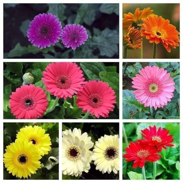 Gói 100 Hạt Giống Hoa Đồng Tiền Kép Lùn - Mix (Gerbera)