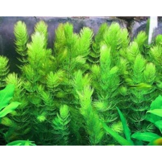 Rong Đuôi Chồn/ Chó - Cây Thuỷ Sinh(1 bó 5 cọng)