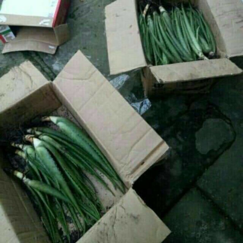 CÂY GIỐNG NHA ĐAM LÔ HỘI MUA 10 CÂY TẶNG 1 CÂY