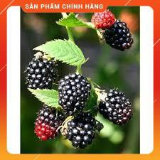 HẠT GIỐNG QUẢ MÂM XÔI ĐEN GÓI 10H
