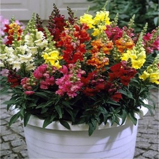 Hạt giống hoa Mõm sói mix