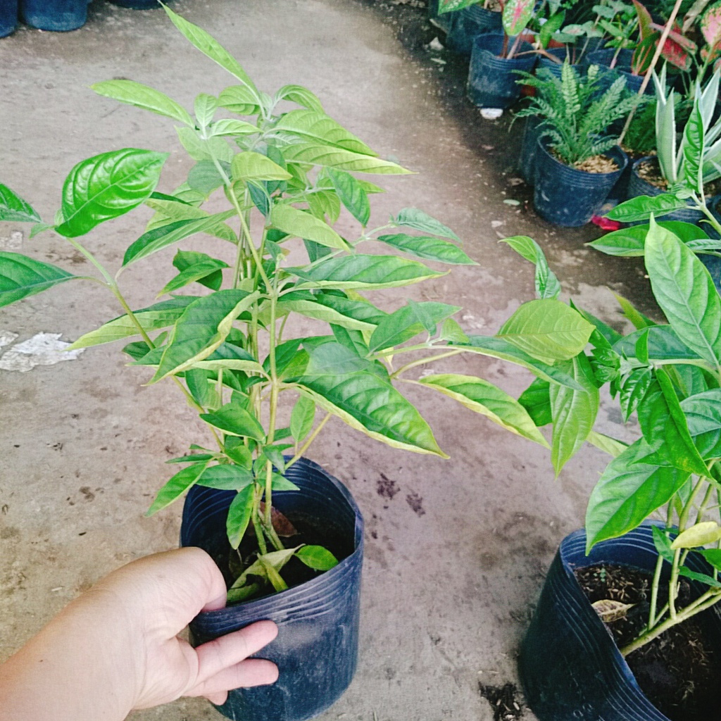 Cây Trà Hoa Nữ - cây cảnh sân vườn