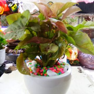 Caladium Hồng - Trầu Bà Lá Hồng