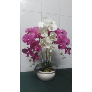 CHẬU LAN HỒ ĐIỆP 3 CÀNH