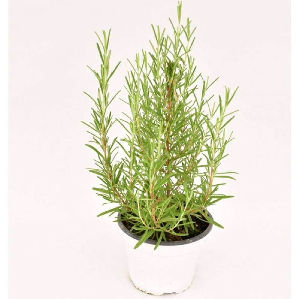 Cây Hương Thảo (Rosemary, Rosmarinus officinalis, Salvia rosmarinus) gốc già chậu nhựa