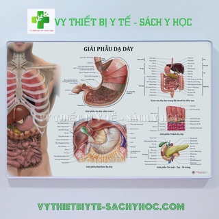 Tranh giải phẫu Dạ dày