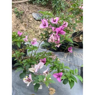 Hoa giấy Tím Tuyết(cây giống)