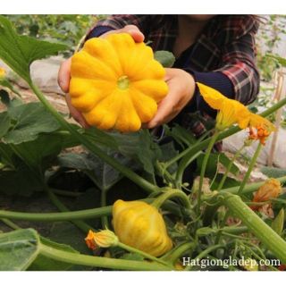 Hạt Giống Bí Đĩa Bay - 5 Hạt