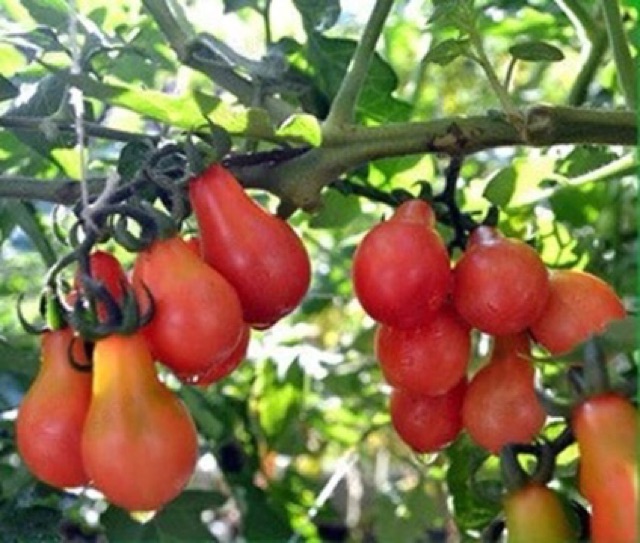 Hạt giống cà chua trái lê đỏ nhập khẩu