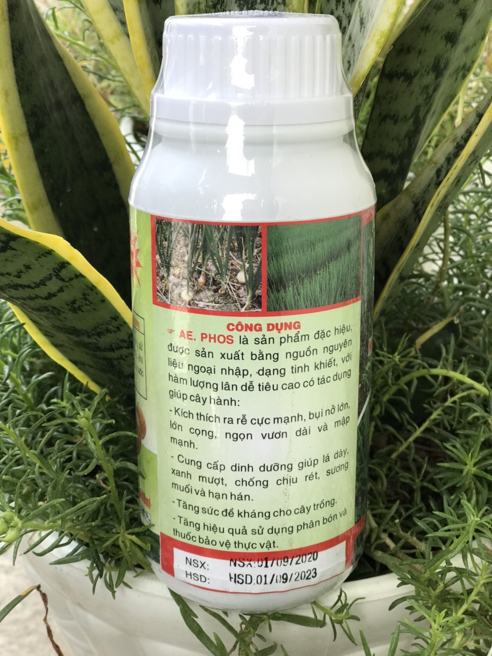 nở bụi hành AE PHOS 500ML [Có sẵn] [Chính hãng] [Ảnh thật] | BigBuy360 - bigbuy360.vn