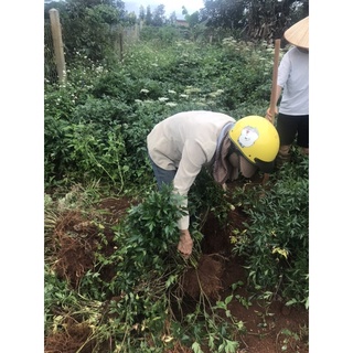 Sâm đương quy tươi Đà Lạt
