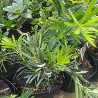 Cây tùng la hán bonsai mini