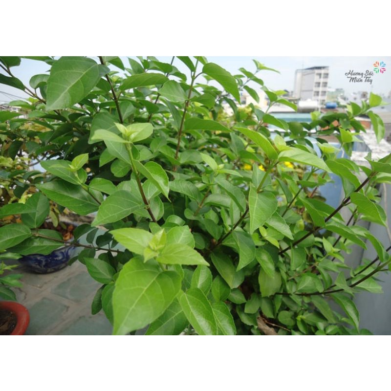 Lá vọng cách _cây giống lá cách