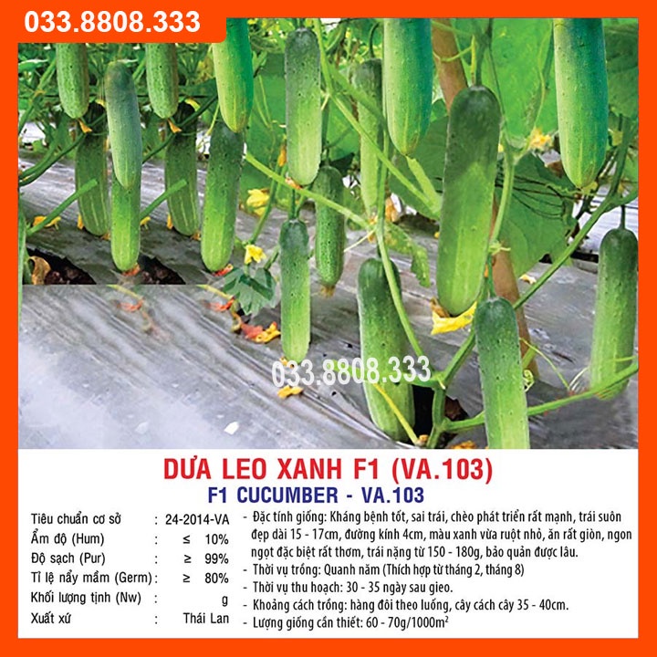 Hạt giống Dưa Leo Xanh F1 (VA.103) Chịu Nhiệt 1gram - Dưa Trồng Quanh Năm