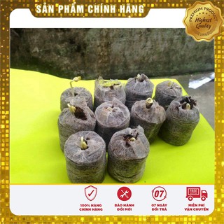 Bộ gói hạt giống Bí đĩa bay