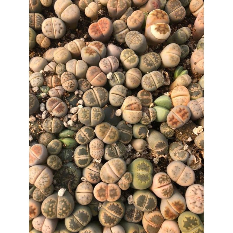 Sen mông - lithops - giao ngẫu nhiên