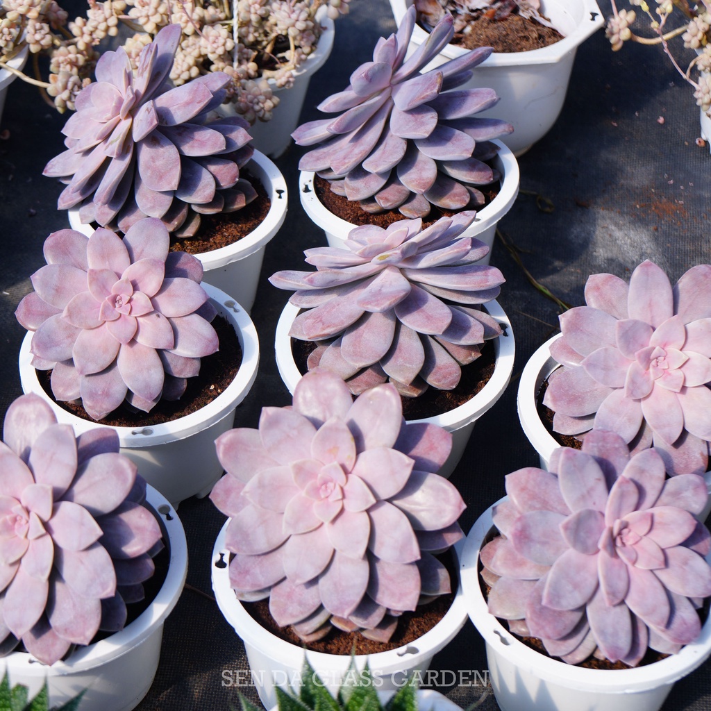 Sen Đá Dĩa Hồng Chậu lớn 15cm, Khỏe, Dễ trồng, Hàng  Đà Lạt, Lỗi 1 đổi 1