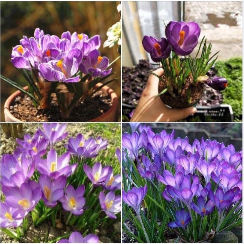 Củ hoa nghệ tây HOA TẾT