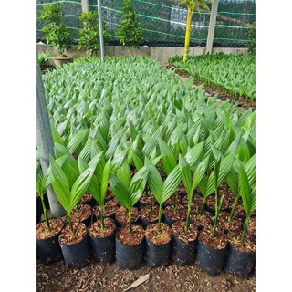 Cây Giống CAU LÙN TỨ QUÝ SIÊU QUẢ CHUẨN GIỐNG F1, Cau cho quả ăn trầu