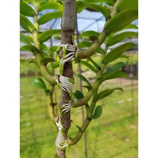 Siêu kích  rễ  Mỹ Take root 56gr