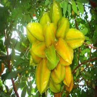 Cây khế chua - Cây ăn quả - H2O FARM