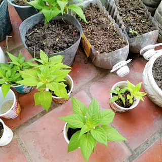 3 cây hoa mồng gà màu như hình