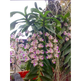 1 BÓ lan giáng hương tam bảo sắc- CÂY GIỐNG LAN RỪNG