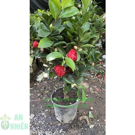 Cây Trà My Cánh Kép Size Lớn