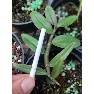 Nù Tam bố - size Trung