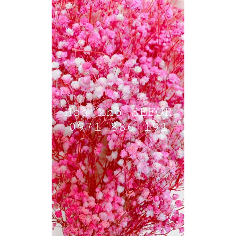 Hoa Baby Bloom hồng baby Gypsophila hoa khô trang trí phòng