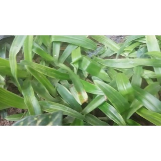 Cây bao tử .( cây tươi nên mọi người chọn vận chuyển J&T ạ)