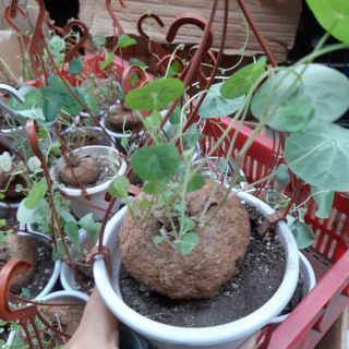 Củ bình vôi nhỏ
