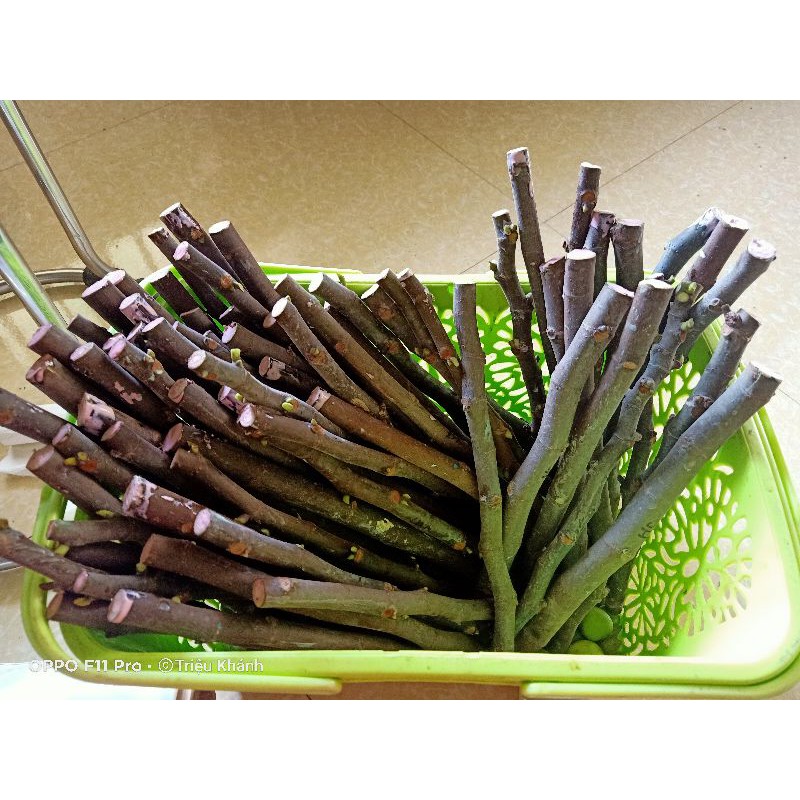 Cành giâm sung mỹ cutting Longue D'Aout