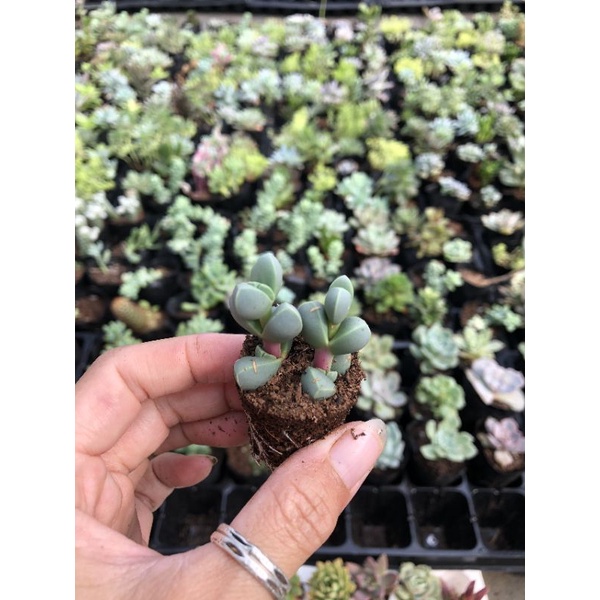 Sen đá mini 🌸🌸