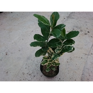 Cây Chanh Cẩm Thạch (Không hạt) - cây ăn trái