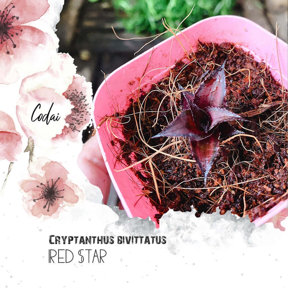 Cây giống Cryptanthus bivittatus Red Star (Dứa Cảnh Sao Đỏ) chậu nhựa