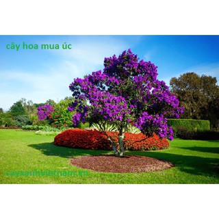 Cây giống hoa Mua Úc