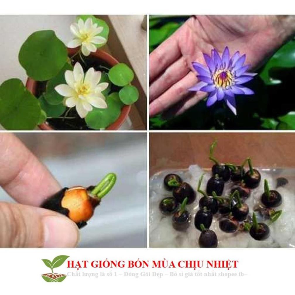 Hạt Giống Hoa Sen Mini Nhật Bản 1.9k/Hạt - 10 Màu Siêu dễ trồng Đảm bảo nảy mầm 99% không có hạt nổi ĐẾN MÙA TRỒNG TẾT