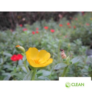 100 hạt hoa 10h sam (hoa sam)