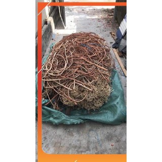 Lũa Rễ Rừng - Trang trí bố cục bể thuỷ sinh