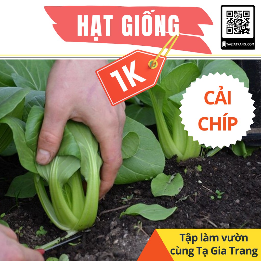 Deal 1K - Gói 100 hạt giống rau cải chíp (cải chít) - Dự án Tập vườn cùng Tạ Gia Trang