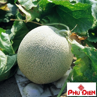 20 Hạt giống dưa lưới xanh  PHÚ ĐIỀN